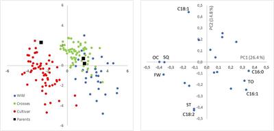 Using Wild Olives in Breeding Programs: Implications on Oil Quality Composition